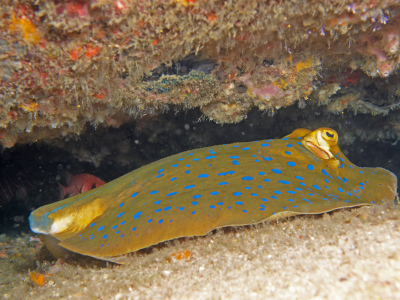 Blue spotted fan tail ray
